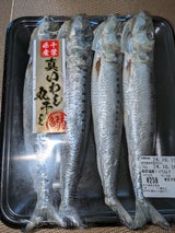 中川水産 真いわし 中羽 4尾
