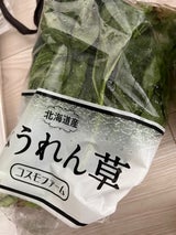 コスモF ほうれんそう北海道産 1P