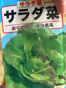 宇都宮 サラダ菜