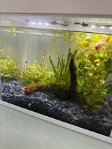 イトスイ COMET メダカの主食 納豆菌 40g