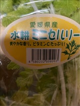 石川 水耕ミニセルリー 80g