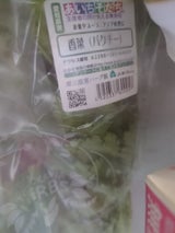 東三温室園芸 コリアンダー(香菜)