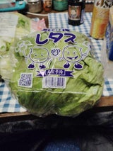 諸川 レタス 1P