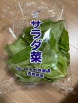 種市水耕 青森 サラダ菜