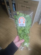 大洋まほろ馬 コリアンダー