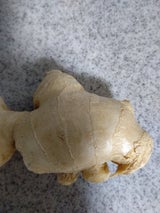 丸増 高知産しょうが