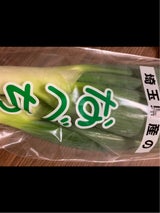 東群 ねぎ 1P