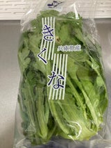 第一 兵庫県産きくな 1P