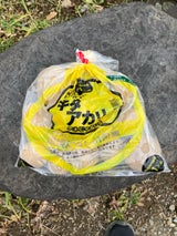 トキタ種苗 じゃがいも 北アカリ