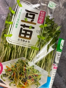 丸藤 豆苗