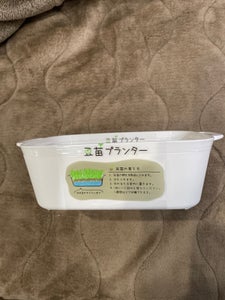 山田化学 豆苗プランター ホワイト