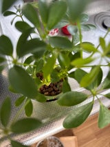 三浦園芸 キュートミニ 鉢無し