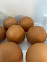 垣善 地養卵 フラット 10個