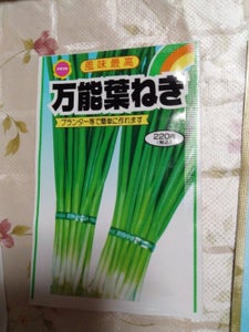 アタリヤ 万能葉ねぎ 春蒔き