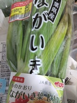 JA千葉 葉たまねぎ