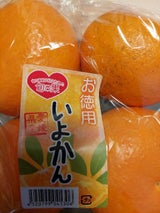 万代 いよかん 6P