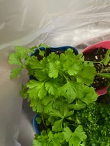 川崎田中園芸 イタリアンパセリ 苗 3.5号