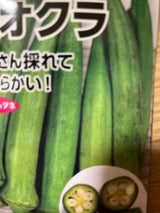 日農 オクラ 7ml