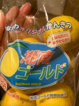 かながわ西湘 みかん 湘南ゴールド 1P