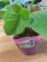 金山化成 かぼちゃ苗