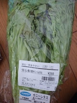 さんぶ サニーレタス 1P