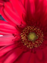 デリフラワー 生花