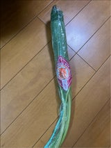 JA大阪泉州 ふき 生