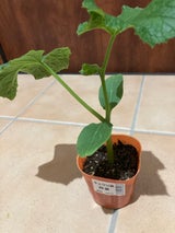 金山化成 きゅうり苗