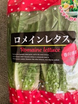 大平やさい ロメインレタス