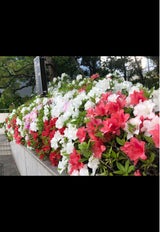 サロンリンクEXコンディショナー金木犀1000ml