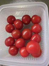 丸越 しめづくりミニトマト