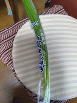 グリーンカクエイ 葉ネギ