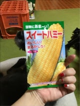 日本農産 スイートハミー 20ml