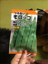 日本農産 モロッコつるあり平莢 1P