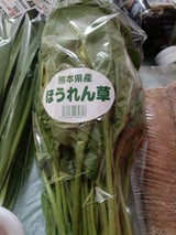 シーズパック サラダほうれん草熊本産 1P