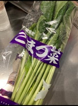 斉藤 こまつな 1P