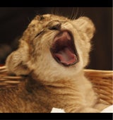 日本パール ポストカードアルバム 1P