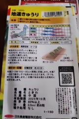 日本農産種苗 地這きゅうり(おためしパック)