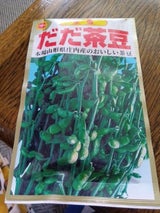 アタリヤ 日支胡瓜 1P