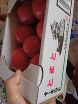 カルゲン会 トマト