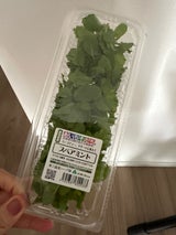 東三温室園芸 スペアミント