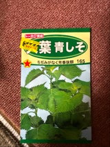 オオバ アオシソ