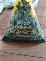 水戸 ベビーケール 50g