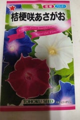 トーホク あさがお ききょう咲あさがお