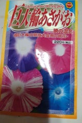 アタリヤ 超巨大輪 朝顔 暁の混合