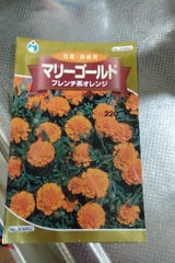 ウタネ 草花200円単価コード