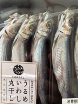 下園 うるめ若干 5尾