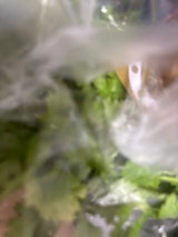 まほろ馬 コリアンダー