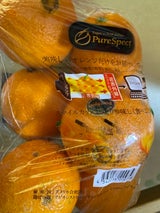 ヒラタ ステルスピュアスペクトオレンジ