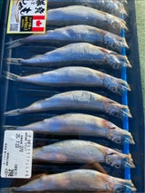 ヤマイシ 子持ちししゃも 特大 10尾